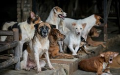Rescued stray dogs gathering at a dog shelter in Jakarta, some of which were saved from restaurants selling dog meat dishes