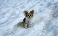 Researchers found that even tiny chihuahuas carry wolf DNA