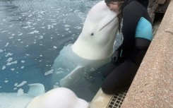 This handout image from Kristy Burgess from March 2025 showing her interacting with a beluga at Marineland