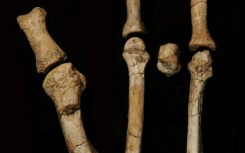 The newly discovered appendage clearly does not belong to Lucy's species because it has an opposable toe