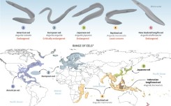 The eels' global range