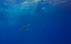 The critically endangered oceanic whitetip shark won new protections effectively banning international trade