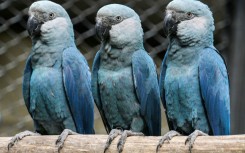 Spix's macaws live mostly in captivity, with 27 housed at the Sao Paulo zoo