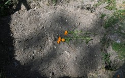 Flowers have been place on a mass grave at a cemetery in Mexico City, where thousands of unidentified bodies have been buried