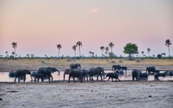 Elephants drink at watering hole at Hwange National Park, where communities are helping to track the animals to avoid human-wildlife conflict