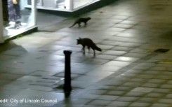 'An unlikely friendship': fox and otter's jaunt through English city