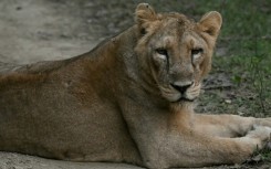 By the early 20th century, only about 20 Asiatic lion had remained, nearly wiped out by hunting and habitat loss