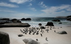 Fewer than 10,000 breeding pairs of the small, black and white African Penguin are left globally