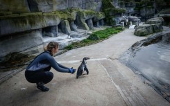 Off you go: A penguin is released back to its enclosure after getting jabbed