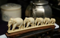 Japan denies that its national ivory market impacts elephant conservation and says it continues to 'implement strict control measures'