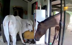 An Australian politician says his dog let a pet bull and horse into his living room