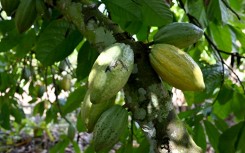 Cocoa pods grow on trees in a plantation in Ivory Coast
