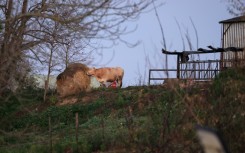 A cow at the farm where there has been an outbreak of lumpy skin disease
