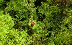 All three species of orangutan are critically endangered