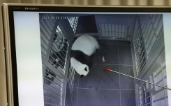 Giant panda Shin Shin giving birth to the first of her twin cubs at Tokyo's Ueno zoo