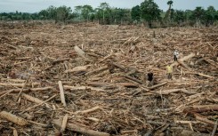 Uprooted trees swept away by a flash flood in Aceh Tamiang, Northern Sumatra