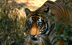 Deforestation, habitat encroachment and poaching have devastated tiger populations across Asia
