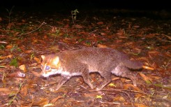 Flat-headed cats are among the world's rarest and most threatened wild felines