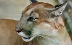Mountain lions have the widest geographic range of any native mammal in the Americas apart from humans, stretching from western Canada to Argentina