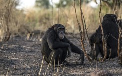 Living in the extreme savannah heat, the Fongoli apes such as A.J. seen here, have learned to soak in natural pools, rest in cool caves and are calm in the presence of fire