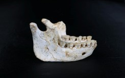 The 773,000-year-old lower jawbone found in Morocco