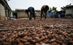 Cocoa accounts for 14 percent of Ivory Coast's gross domestic product