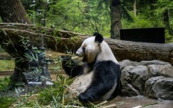 Panda twins Lei Lei and Xiao are set to return to China on January 27