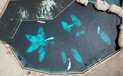 An aerial view of belugas at Canada's now-shuttered Marineland theme park