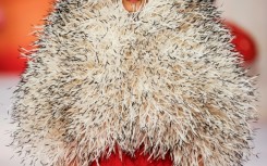 A model presents a creation for Chanel for Women's Haute Couture Spring/Summer 2026 collection