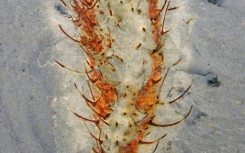 The fossils 'open a new window into what happened' said Han Zeng of the Chinese Academy of Sciences