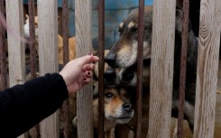 The shelter had been taking in rescues for more than a decade