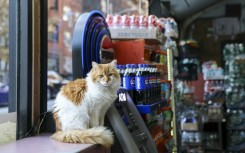 Simba lives at a bodega in Manhattan and is popular with the shop's customers