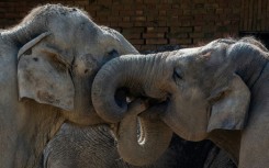 The whiskers on the trunks of elephants have unique properties that grant them a highly evolved sense of touch