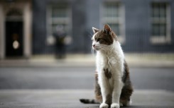 Larry, the Downing Street cat, has stolen hearts around the globe during his 15 years as 'Chief Mouser to the Cabinet Office'