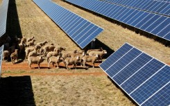 Australian farmers say the shade offered by solar panels helps offer sheep shade and supply more constant feeds of grass, which in turn improves the quality of wool