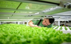 In a makeshift greenhouse close to the Arctic Circle Palli Fleischer-Lyberth grows vegetables using innovative techniques such as vertical farming and advanced hydroponics