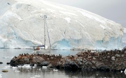 In a recent expedition to Antarctica, new cases of avian flu were discovered in Antarctic cormorants, kelp gulls, Adelie and gentoo penguins, and Antarctic fur seals, according to researcher Victor Neira