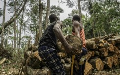 DRC's forests are prized by buyers of forest concessions -- some for logging, others for contested carbon-offset programmes