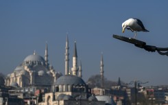 Seagulls are omnipresent in Istanbul