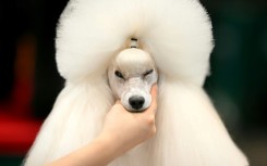 A poodle being groomed at Crufts