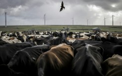 South Africa's Eastern Cape has been swept by panicsince an outbreak of highly contagious foot-and-mouth disease