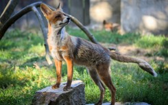 There are tens of thousands of urban foxes in Britain, according to academic research