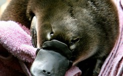 A baby platypus, which is called a "puggle"