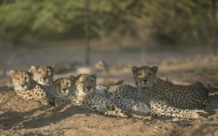 The long, slender, spotted felines yawn, stretch, and purr loudly as the staff approach the vast, highly protected complex run by Cheetah Conservation Fund (CCF) in the Geed-Deeble savannah of Somaliland