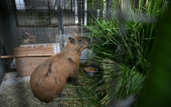 An injured capybara is treated at the Center for Wildlife Animal Recovery after being attacked in Rio de Janeiro
