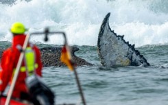 The stranded whale was said to be weak, with its health deteriorating, according to conservationists