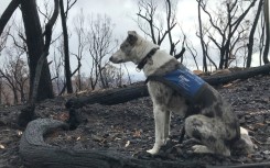 The 11-year-old Koolie was one of the first dogs trained to detect koalas