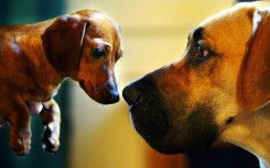 Despite being ubiquitous across the world, surprisingly little is known about where dogs come from