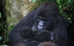 Twin baby mountain gorillas, held by their mother, were recently born in Virunga National Park