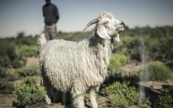 Angora goats thrive on the Karoo region's succulent plants
